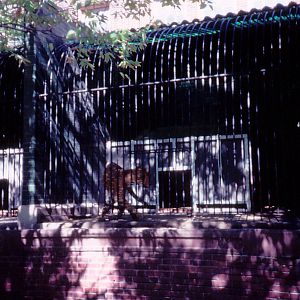 Outdoor cat cages - 1987