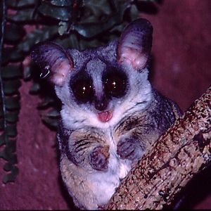Senegal Galago