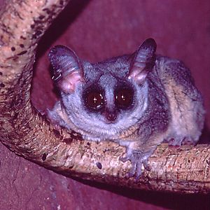 Senegal Galago