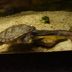 Siebenrock's snake-necked turtle, 10th April 2012