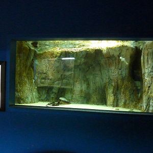 Northern trout gudgeons, 10th April 2012