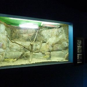 Australian lizards, 10th April 2012