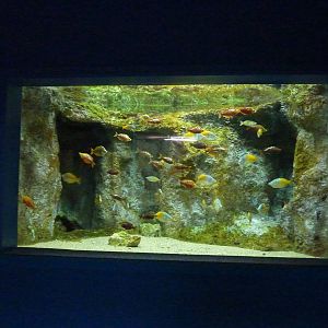 More rainbowfish, 10th April 2012