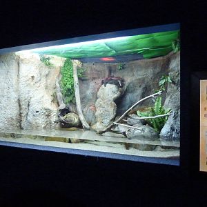 Amethystine python enclosure, 10th April 2012