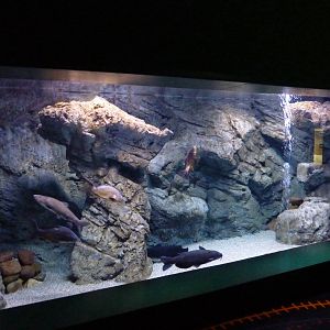 Wels tank, 10th April 2012