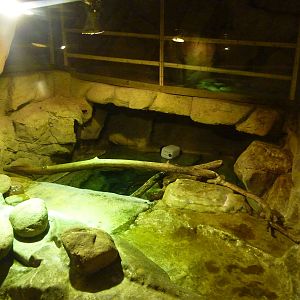 Otter enclosure, 10th April 2012