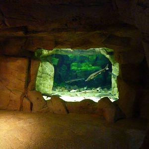 Siberian sturgeon tank, 10th April 2012