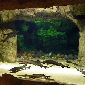 Siberian sturgeon tank , 10th April 2012