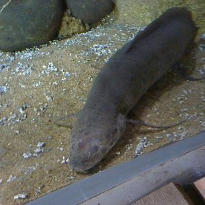 West African lungfish, 10th April 2012