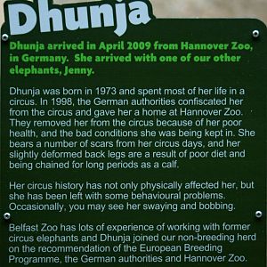Belfast Elephant Stories - Dhunja