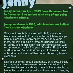 Belfast Elephant Stories - Jenny