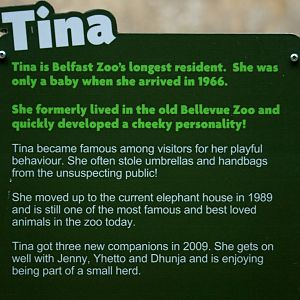 Belfast Elephant Stories - Tina