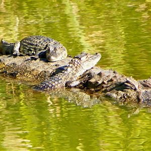 Broad-snouted Caimans (Caiman latirostris) born in Bioparque M'Bopicuá.