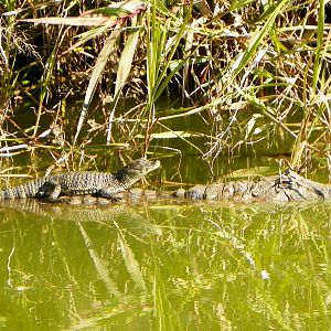 Broad-snouted Caimans (Caiman latirostris) born in Bioparque M'Bopicuá.