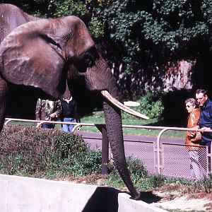 African Elephant - 1987