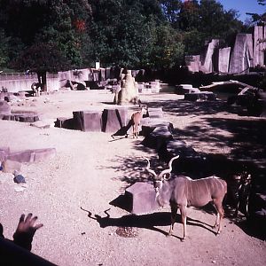 African Panorama - 1987