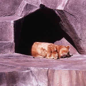 Blonde Balck Bear - 1987