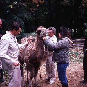 Camel Training - 1987