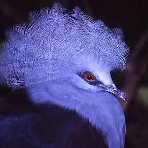 Common Crowned Pigeon