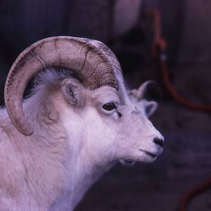 Dall Sheep