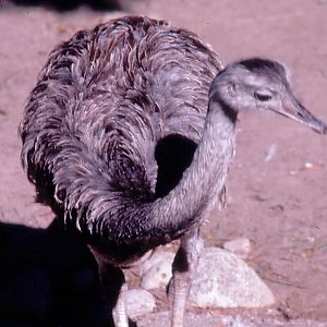 Darwins Rhea
