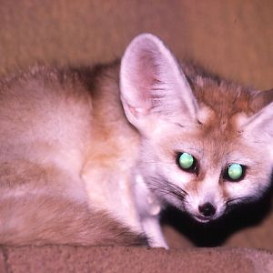 Fennec