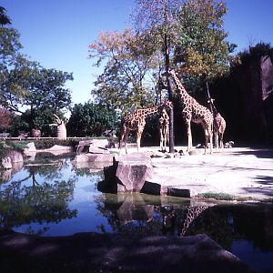 Giraffe enclosure