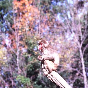 Japanese Macaque