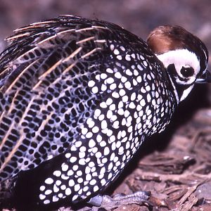 Mearns Montezuma Quail