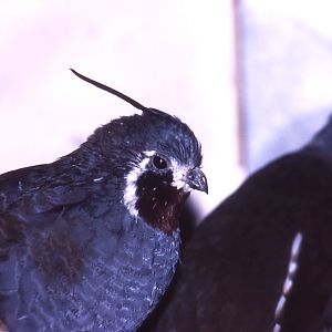 Mountain Quail