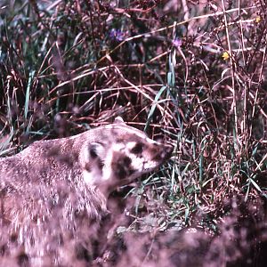 American Badger
