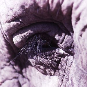 Asian Elephant eye
