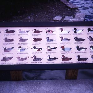 Waterbird Labels - 1989