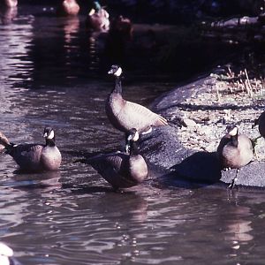 Cackling Canada Geese