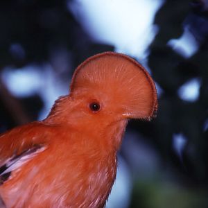 Guianan Cock-of-the-Rock