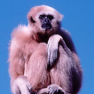 Lar Gibbon