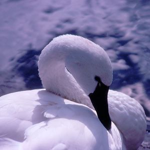 Whistling Swan