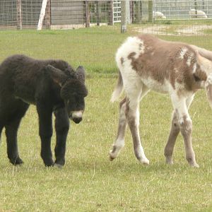Donkey foals - Poitou and Mammoth Jackstock