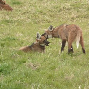 Maned wolf cubs