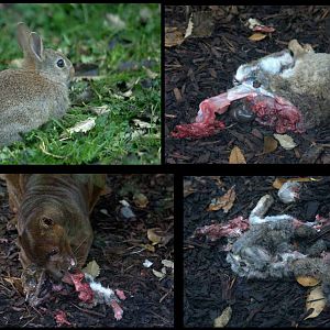 Live Prey for Fossa - Belfast Zoo 05/2012