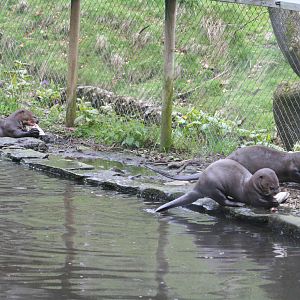 Giant otters