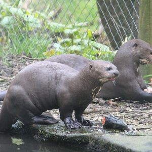 Giant otters