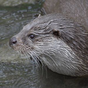 Eurasian otter