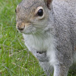 Wild Eastern grey squirrel