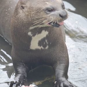 Giant otter