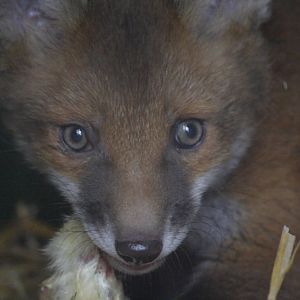 European red fox cub