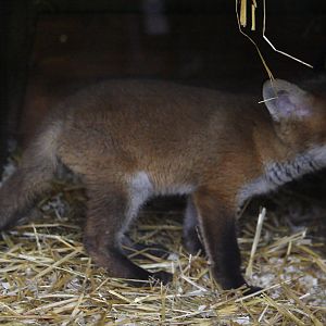 European red fox cub