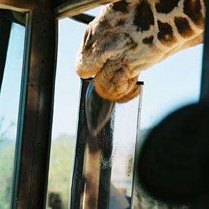 giraffe licking bus mirror