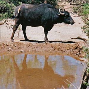 water buffalo with reflection