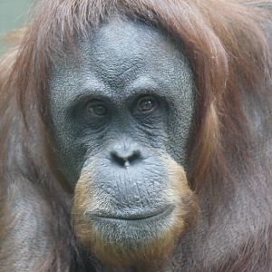 Emma - Sumatran orangutan